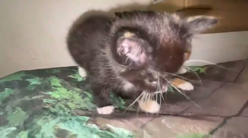 Mixed Breed cats for sale: Velvet kisses  - Video 5