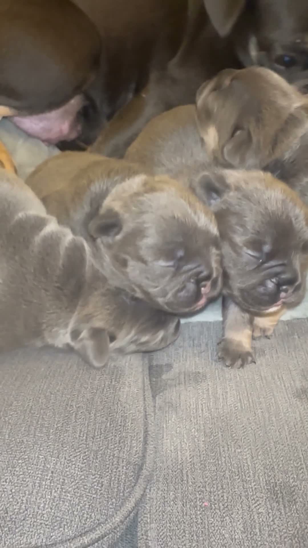 French Bulldog dogs for sale: 4 French Puppies - French Bulldog - Lilac / Tan  - Video 4