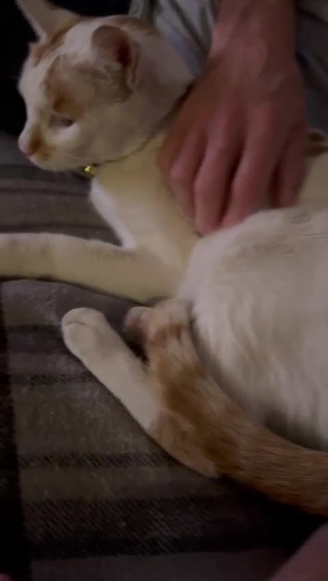 Mixed Breed cats for adoption: HUNK -INTELLIGENT- ALPHA BOY - IN PRIME CONDITION  - Video 1