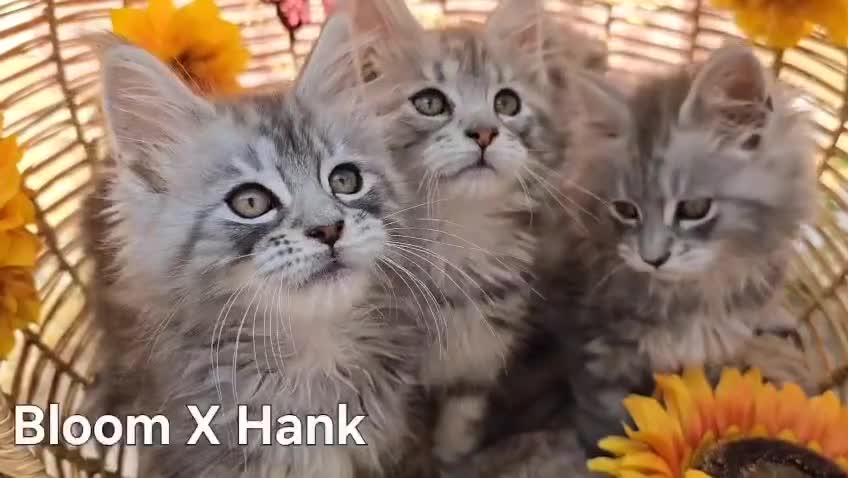 Maine Coon cats for sale: VARIOUS FULL PEDIGREE MAINE COON KITTENS FOR SALE in Rotherham - Video 3