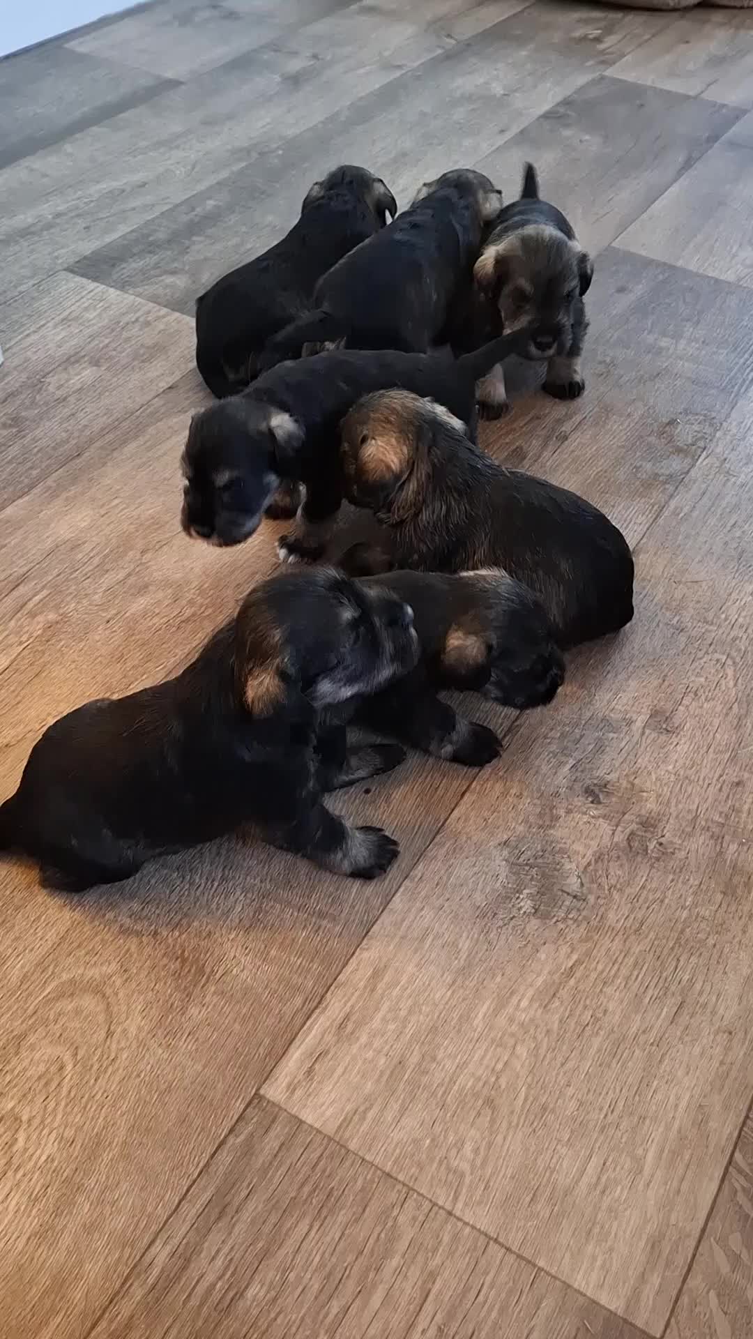 Miniature Schnauzer dogs for sale: Adorable Mini Schnauzer boys available in Bridgwater - Video 1