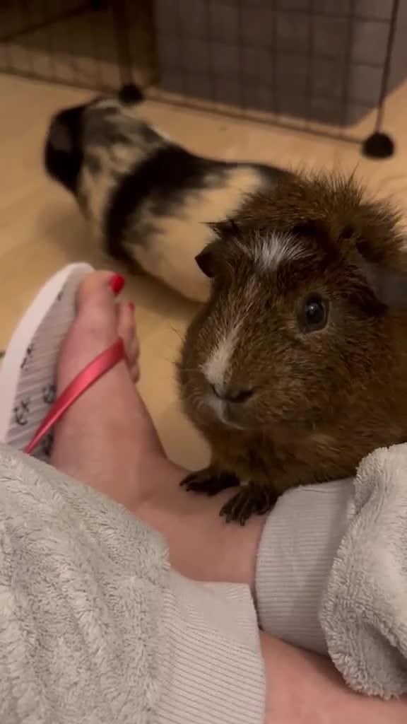 Guinea Pig rodents for sale: Brownie is looking for a new home! - Video 1