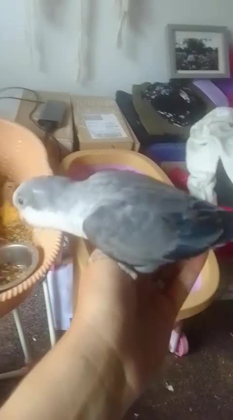 Parakeets birds for sale: Mr Gary male dna tested parakket  - Video 1