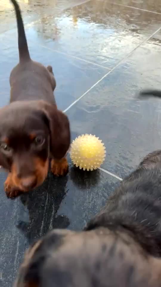 Doxiepoo dogs for sale: House trained READY NOW FOR THERE FOREVER HOMES ❤️ - Video 3