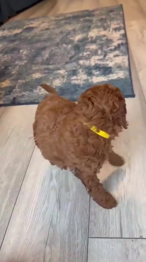 Labradoodle dogs for sale: Miniature Labradoodles - Video 1