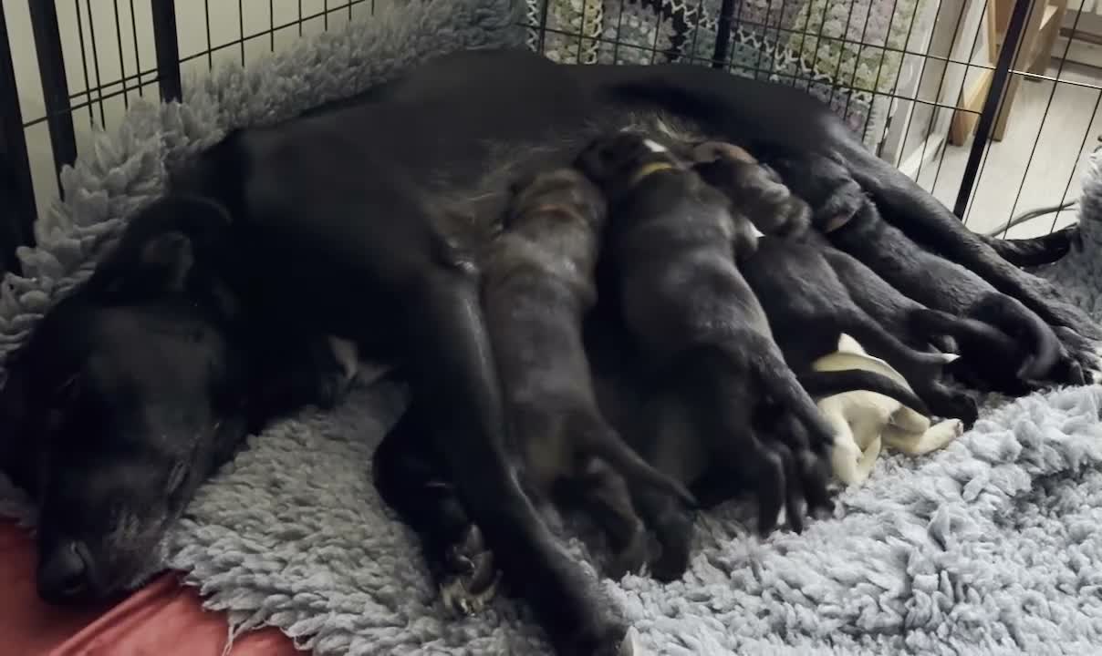 Mixed Breed dogs for sale: Golden Retriever x Border Collie mix - Video 2