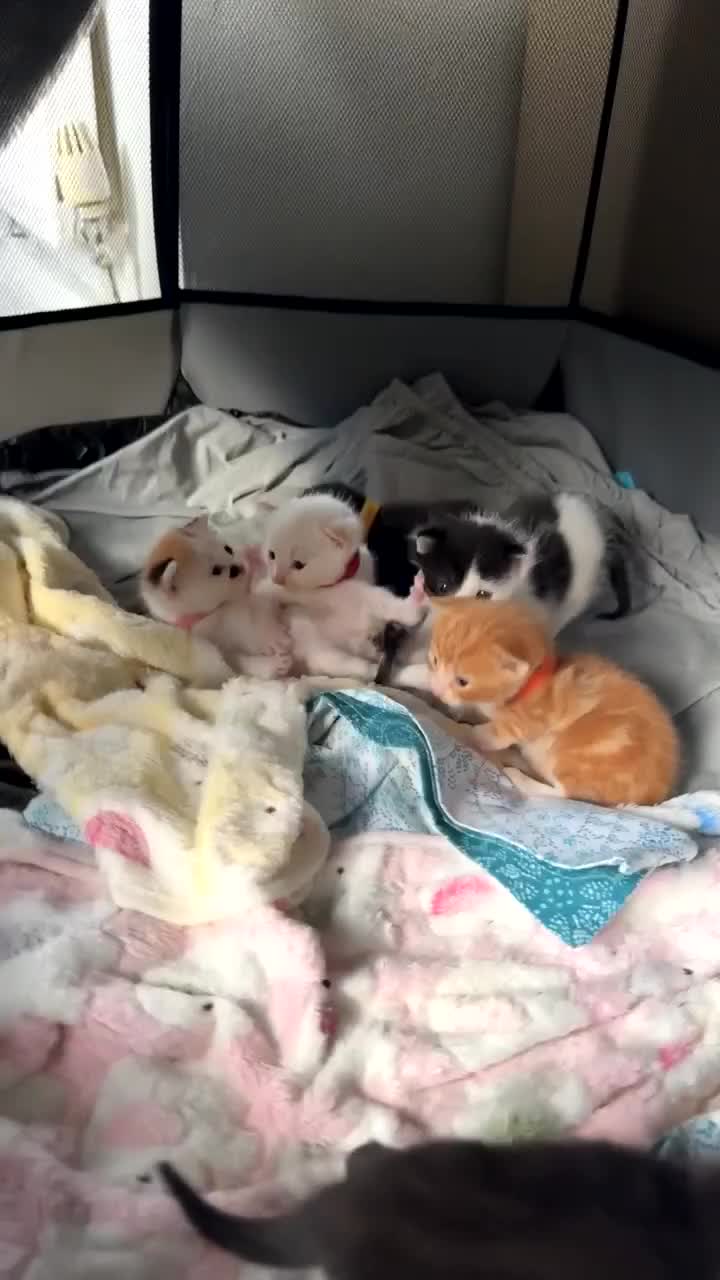 Mixed Breed cats for sale: Mixed kittens for sale - Video 1