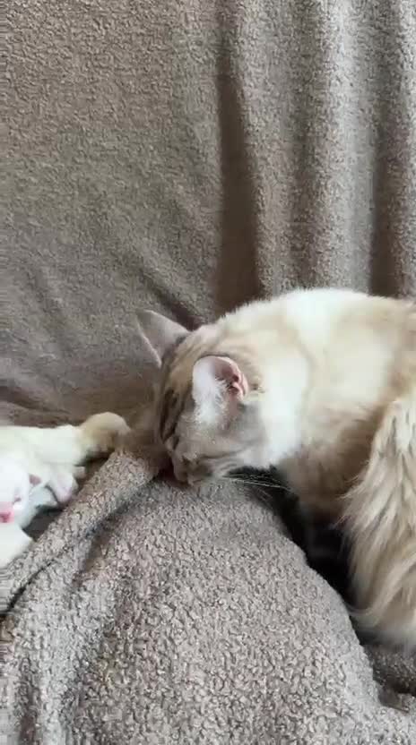 Ragdoll cats for sale: Male Ragdoll  - Video 1