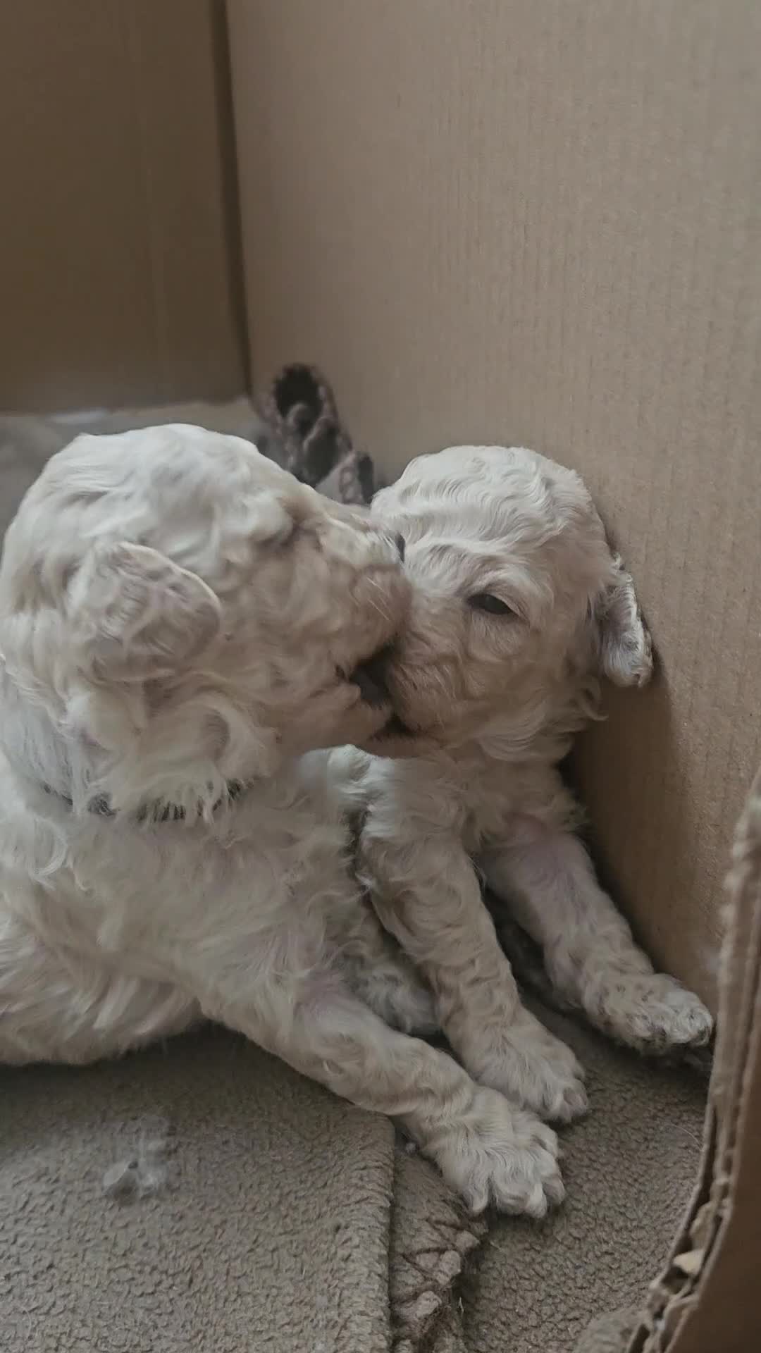 Toy Poodle dogs for sale: Toy poodle pups - Video 4