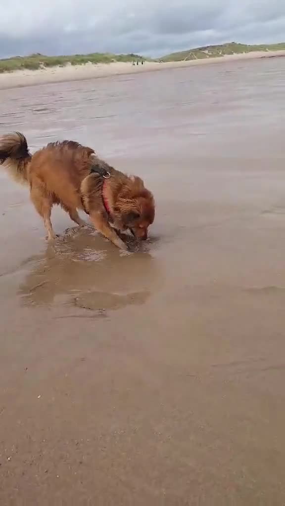 Mixed Breed dogs for adoption: Bear  in Morpeth - Video 3