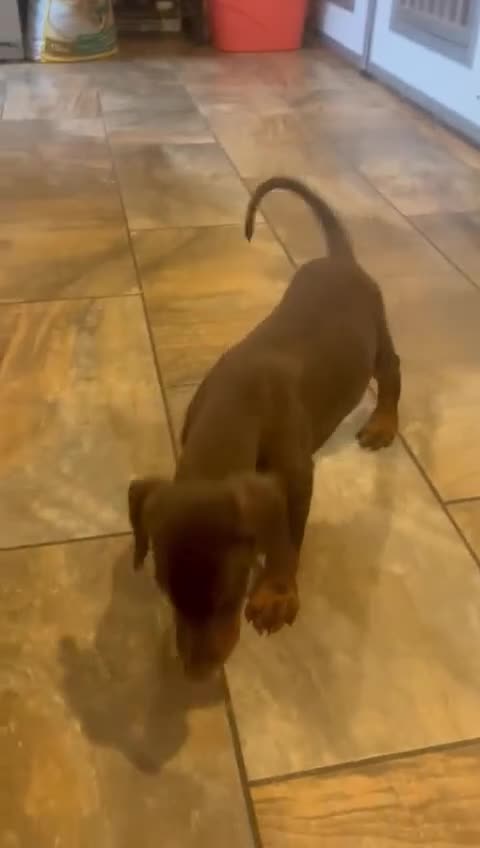 Dobermann dogs for sale: 🌟🌟KC Dobermanns - 38+ Champions in Bloodline🌟🌟 in London - Video 2