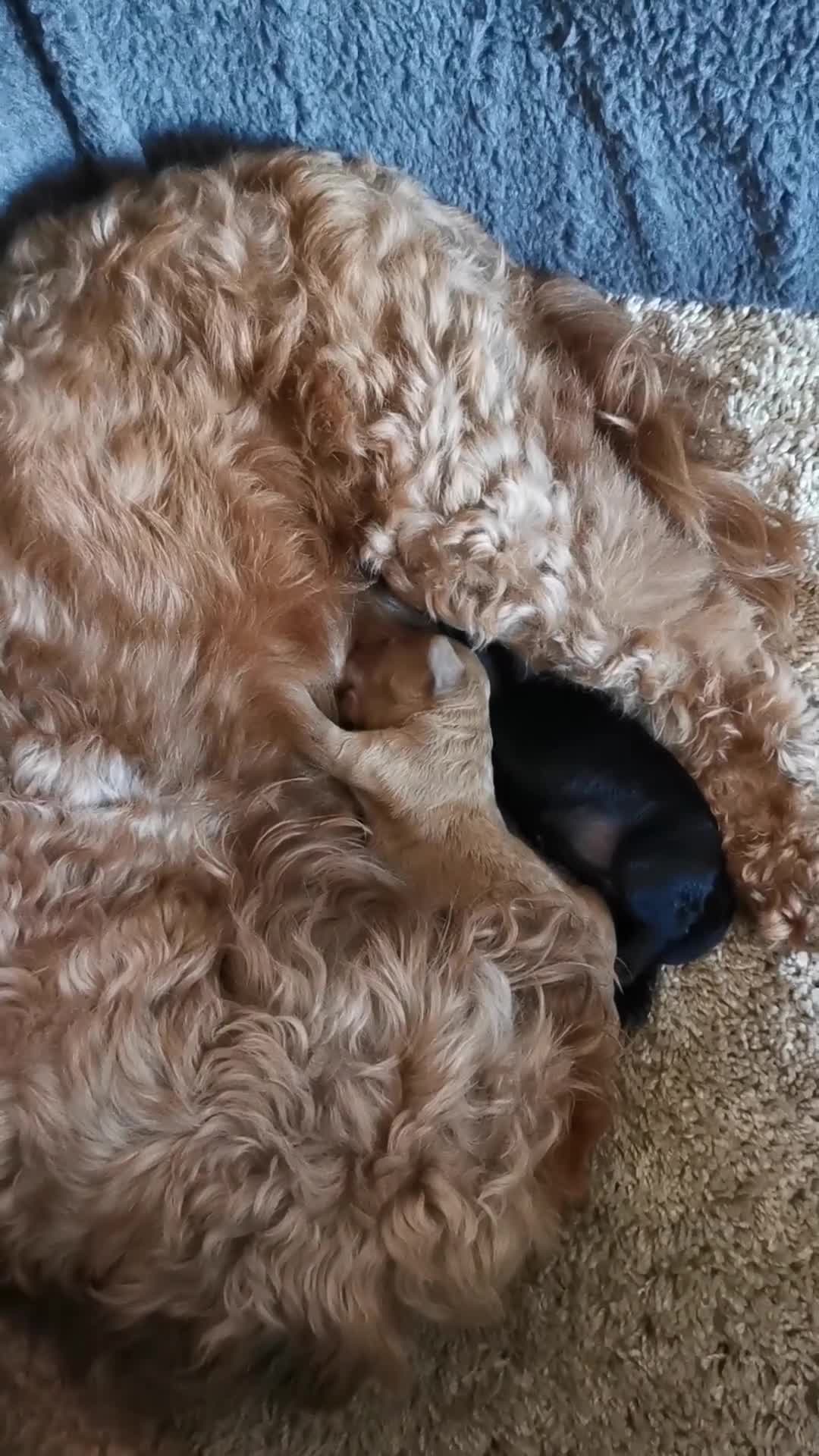 Cockapoo dogs for sale: Exceptional Home-Reared F2b Cockapoo Puppies 🐾 - Video 1