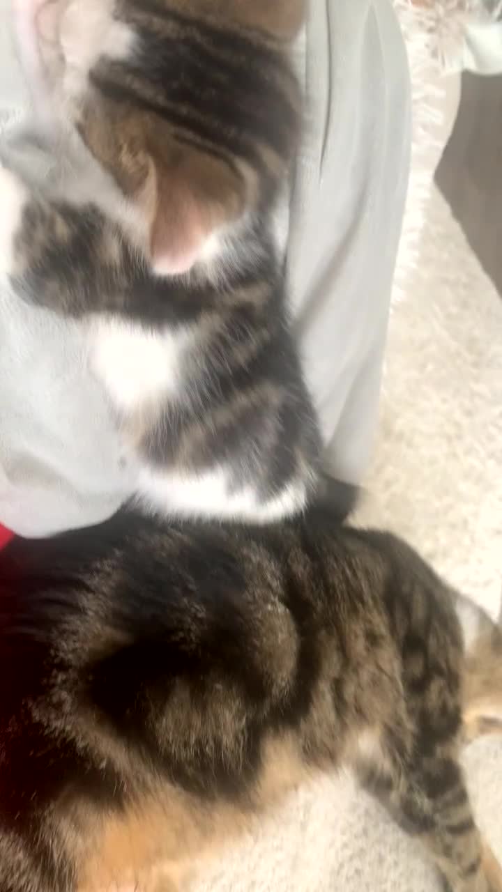 British Shorthair cats for sale: 2 male kittens  - Video 1