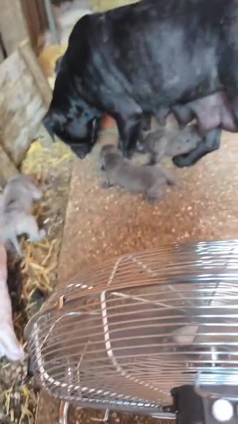Cane Corso dogs for sale: A families best friend 🧡  - Video 3