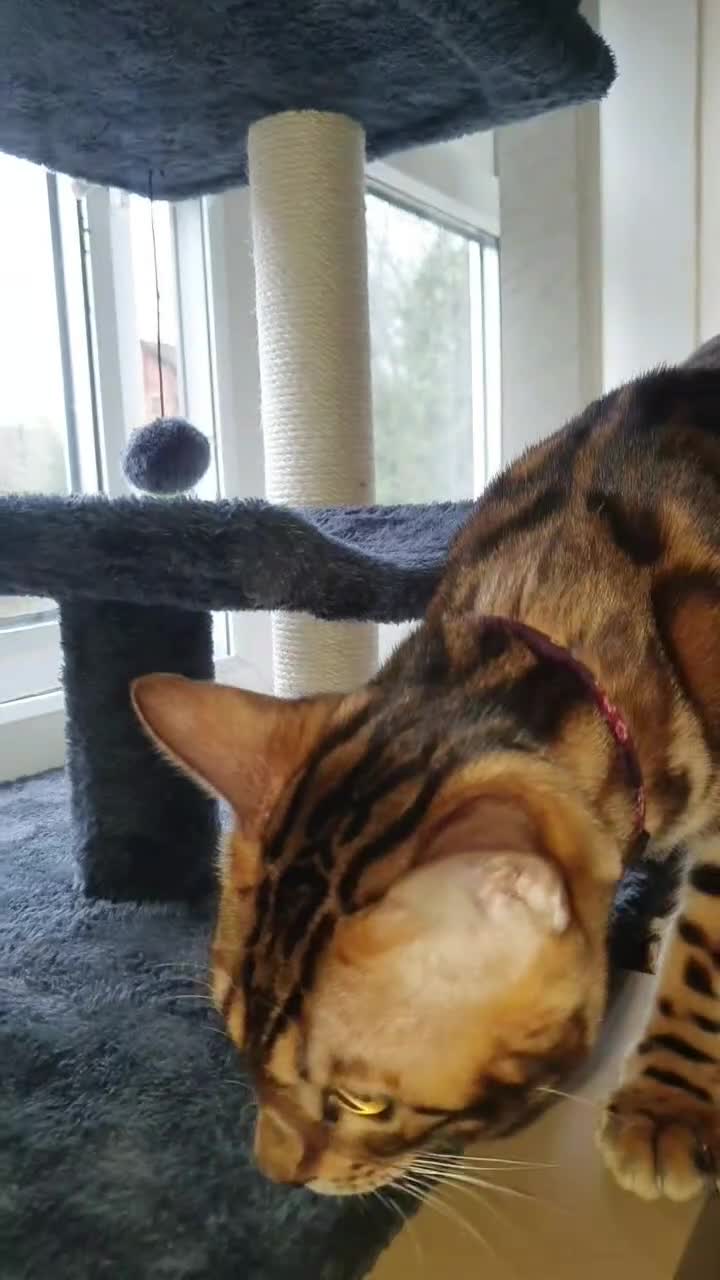 Bengal cats for sale: Prince Royal in Derby - Video 1