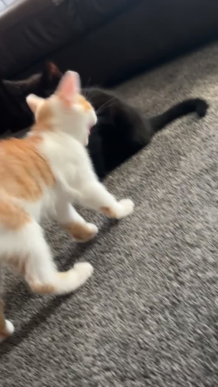 Domestic Shorthair cats for sale: 2 BEST FRIENDS - Must go in a pair. Ready to leave - Video 2