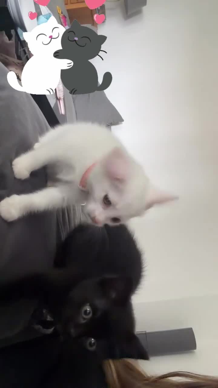 Mixed Breed cats for sale: 2 female kittens  - Video 1
