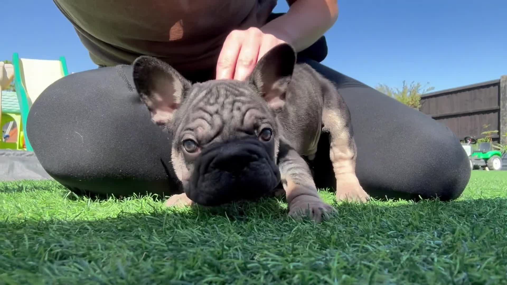 French Bulldog dogs for sale: Outstanding Family Raised frenchies❤️ READY NOW  - Video 1