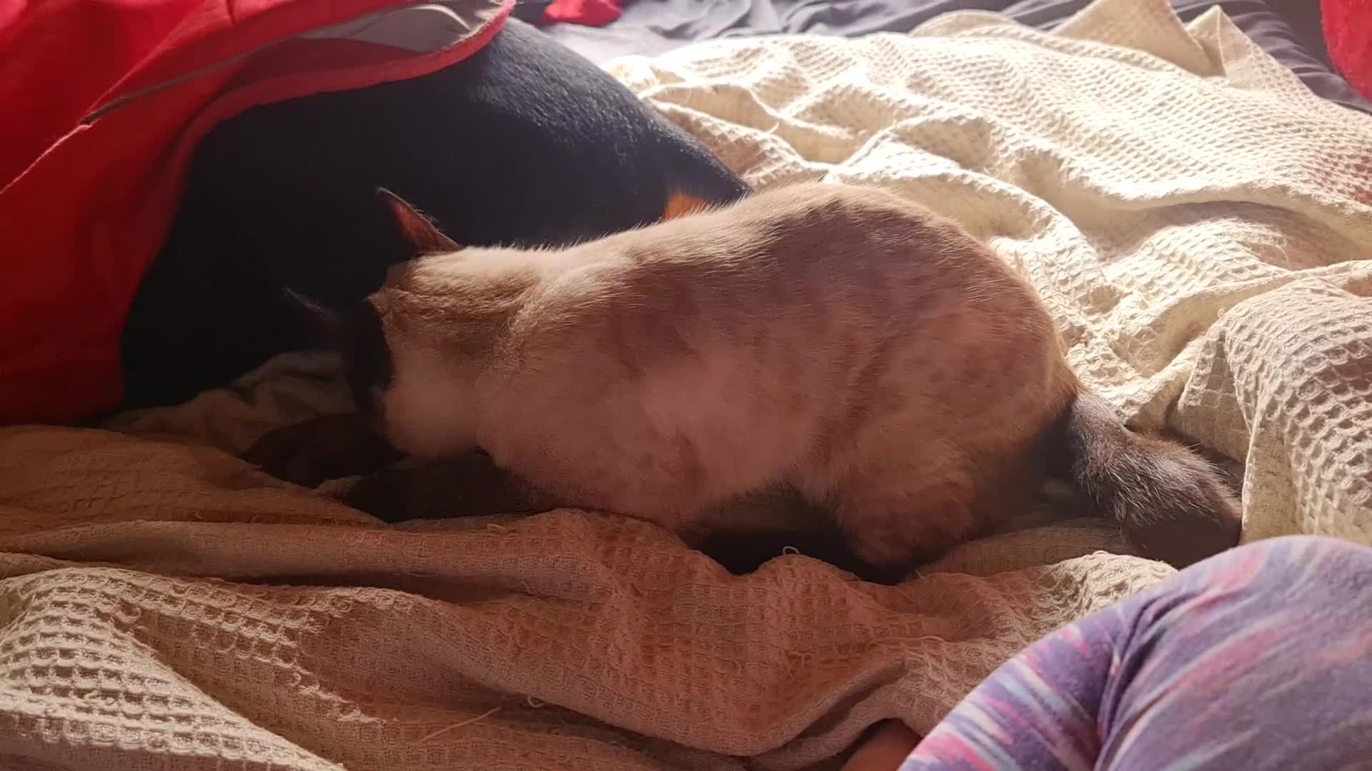 Mixed Breed cats for sale: Guaranteed to be Cuddly  - Video 5