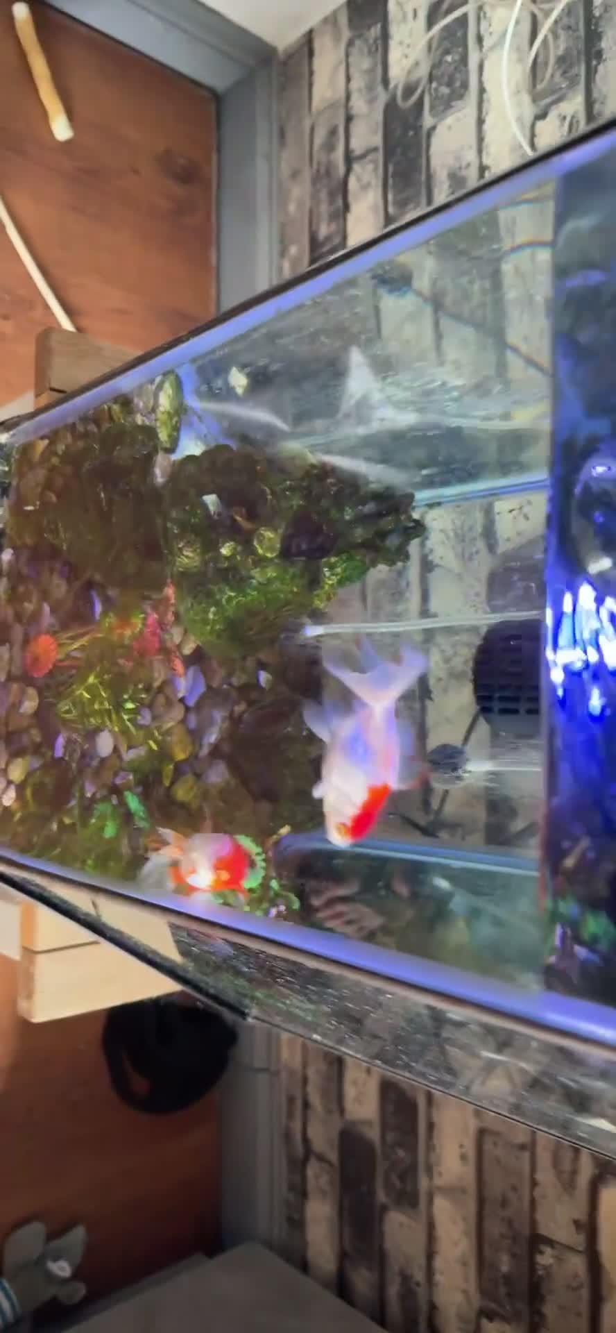 Goldfish fish for sale: Goldfish with tank  - Video 1