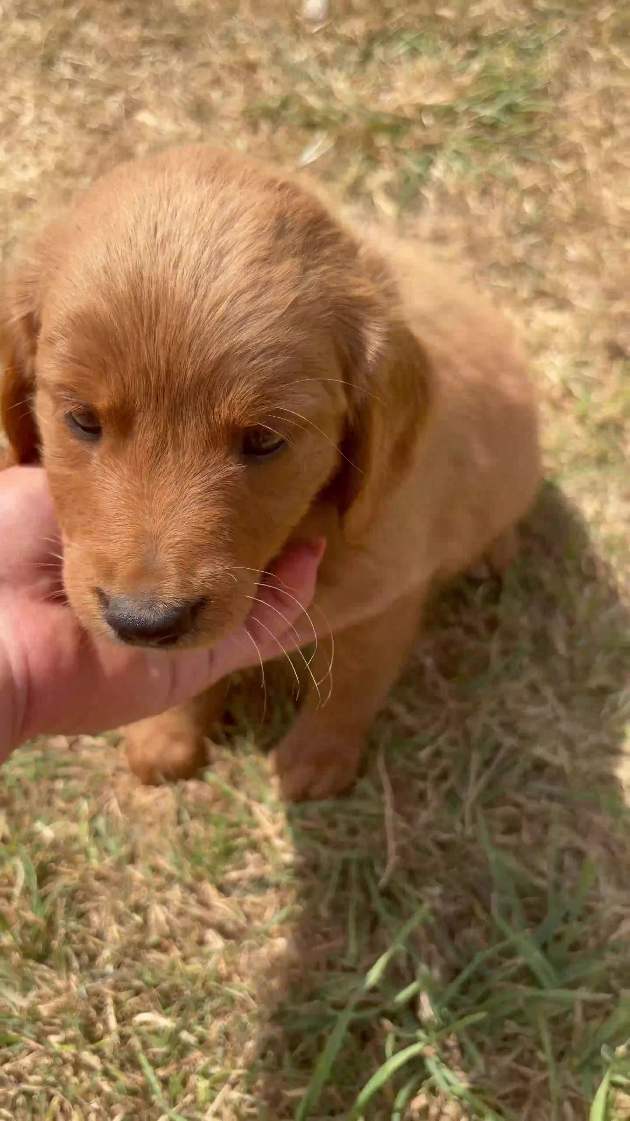 Mini Goldendoodle dogs for sale: F2 miniature goldendoodles - Video 3