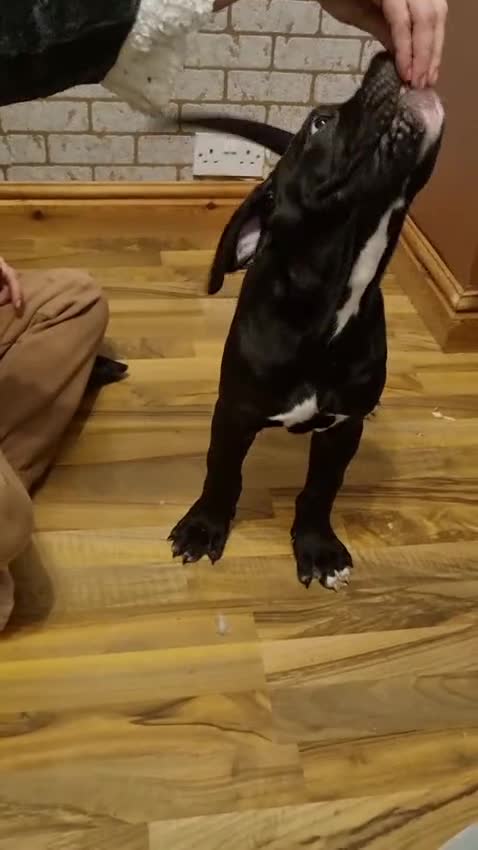 Cane Corso dogs for sale: Merle and brindle cane corso - Video 2