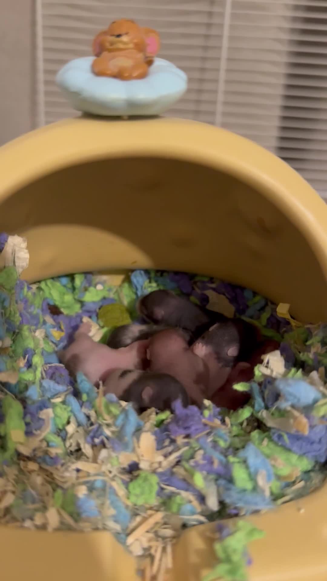 Hamster rodents for sale: Baby Syrian hamsters  - Video 2