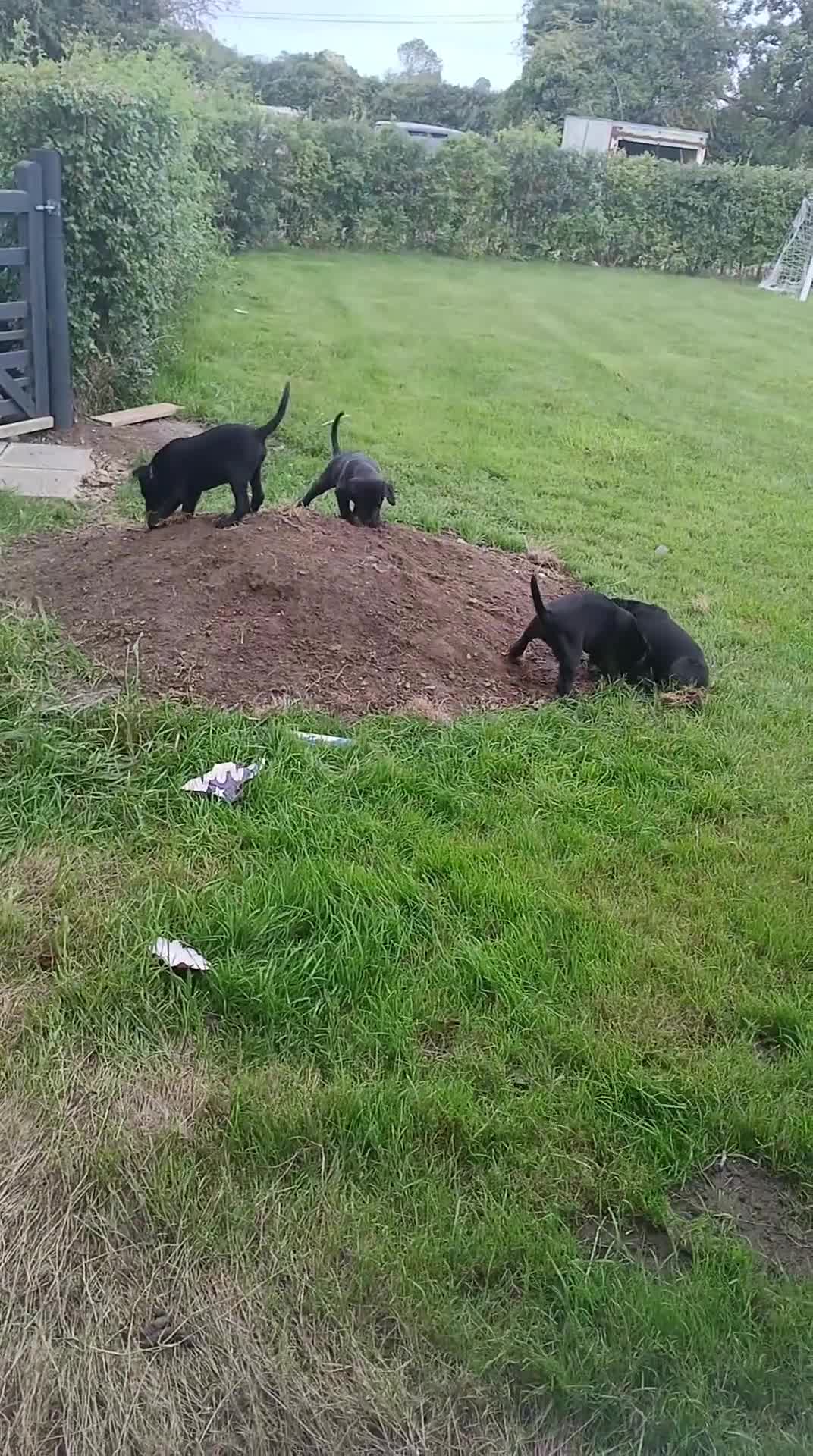 Labrador Retriever dogs for sale: 4 Health checked  Labrador pups  - Video 1