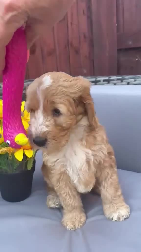 Australian Labradoodle dogs for sale: Australian Labradoodle-Medium-sized  - Video 1