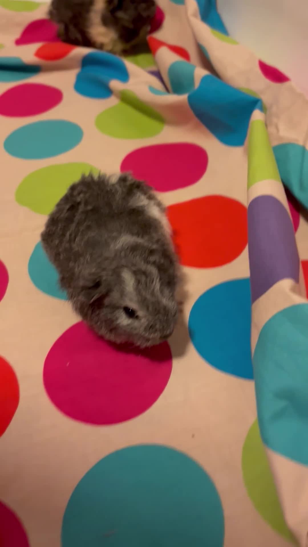 Guinea Pig rodents for sale: Gorgeous Fluffy piggies 3 x Boys - Video 3