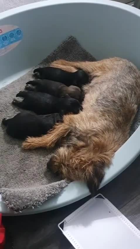 Border Terrier dogs for sale: 4 beauty looking for forever homes - Video 1