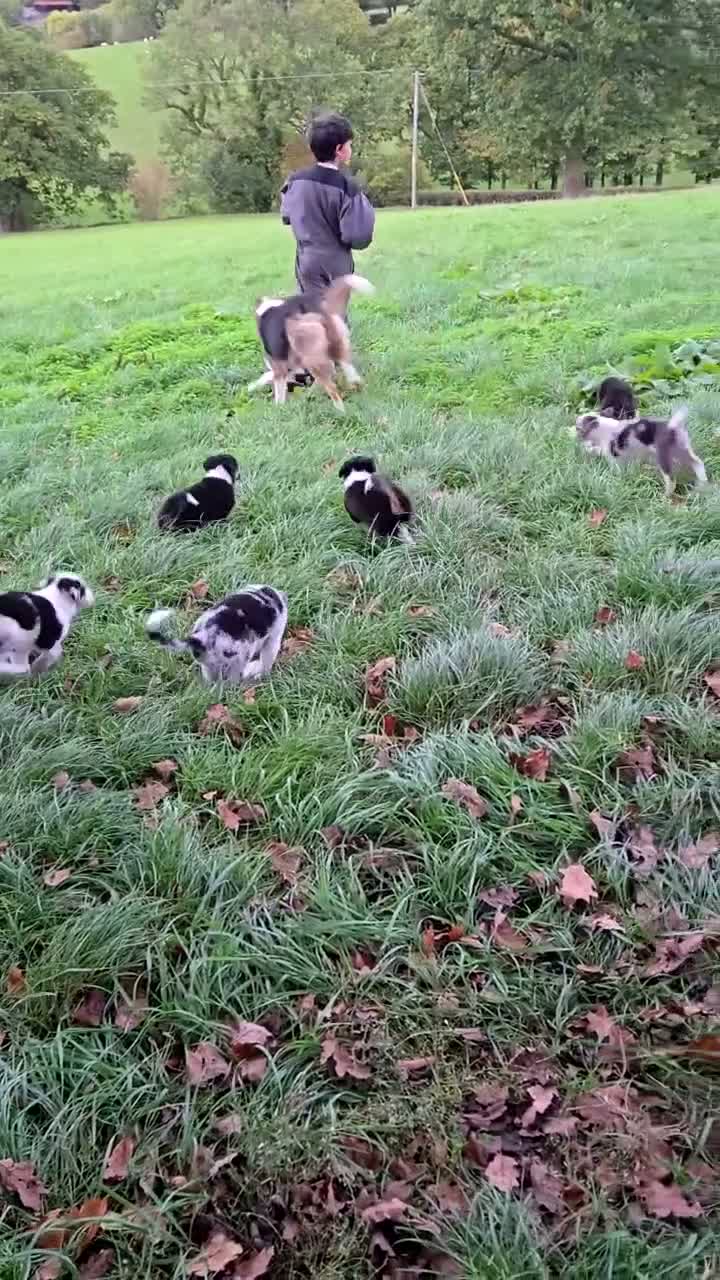 Border Collie dogs for sale: 8 Absolutely stunning Puppies Looking for new home in Montgomery - Video 3