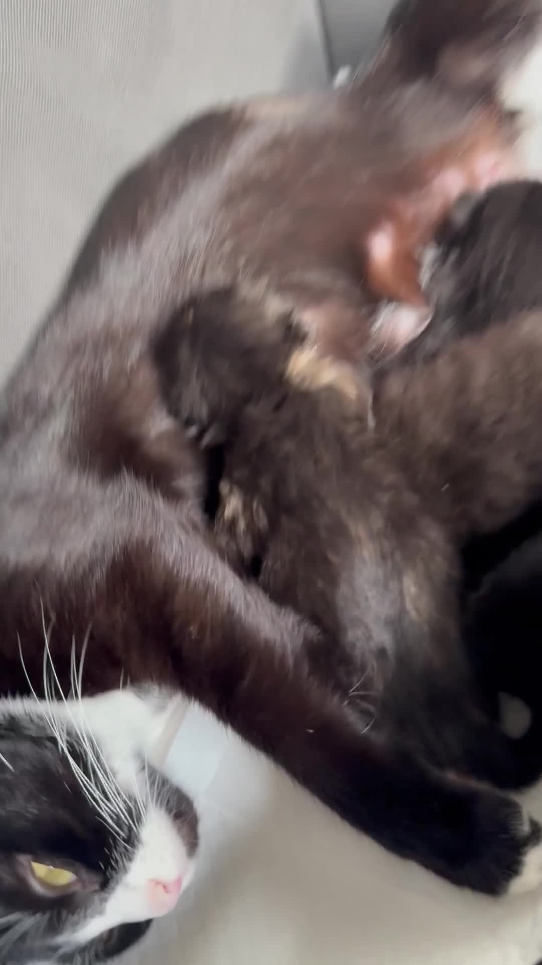 Mixed Breed cats for sale: 4 Kittens  - Video 1