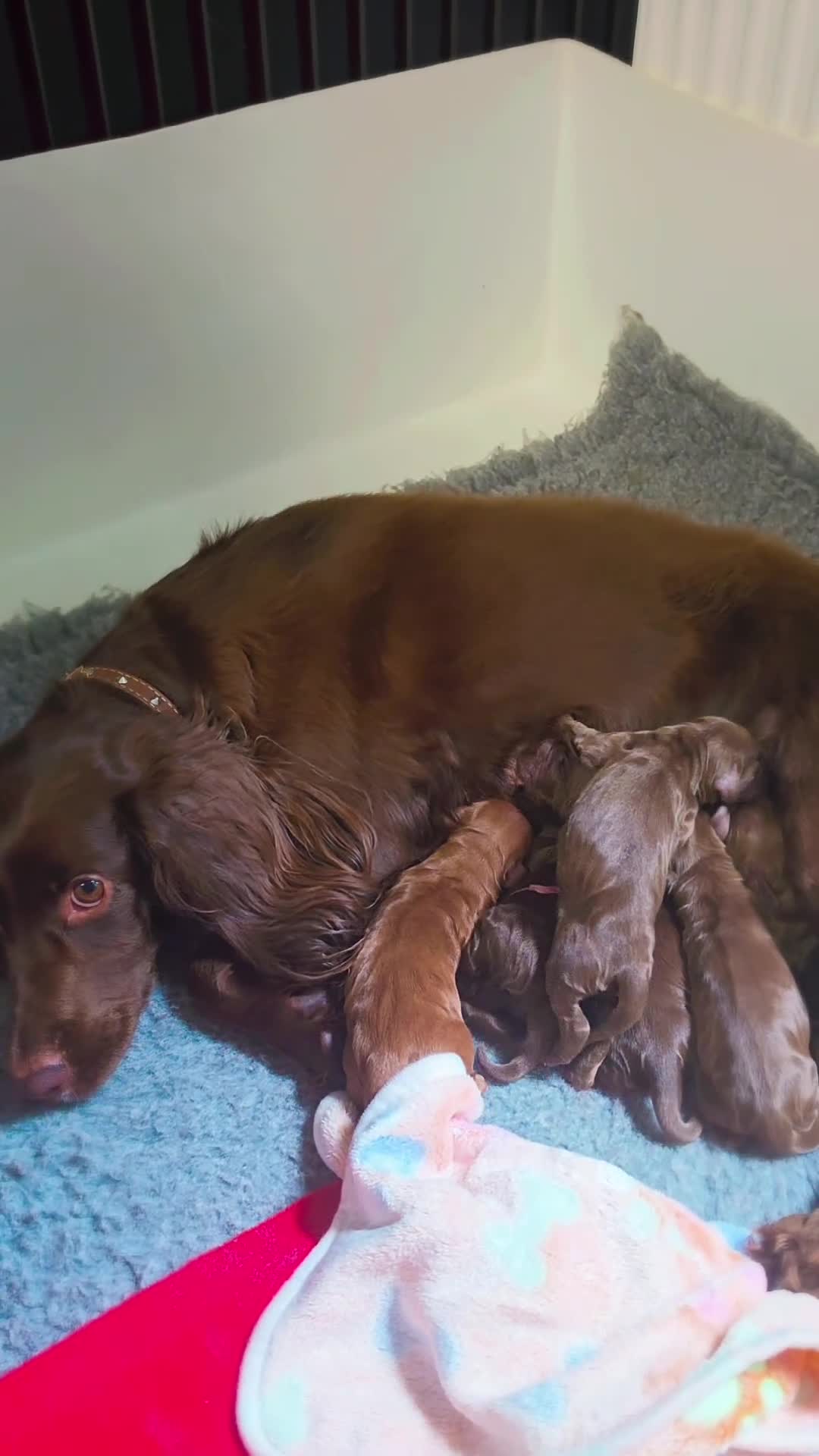 Cocker Spaniel dogs for sale:  Working Chocolate spaniels babies - Video 2