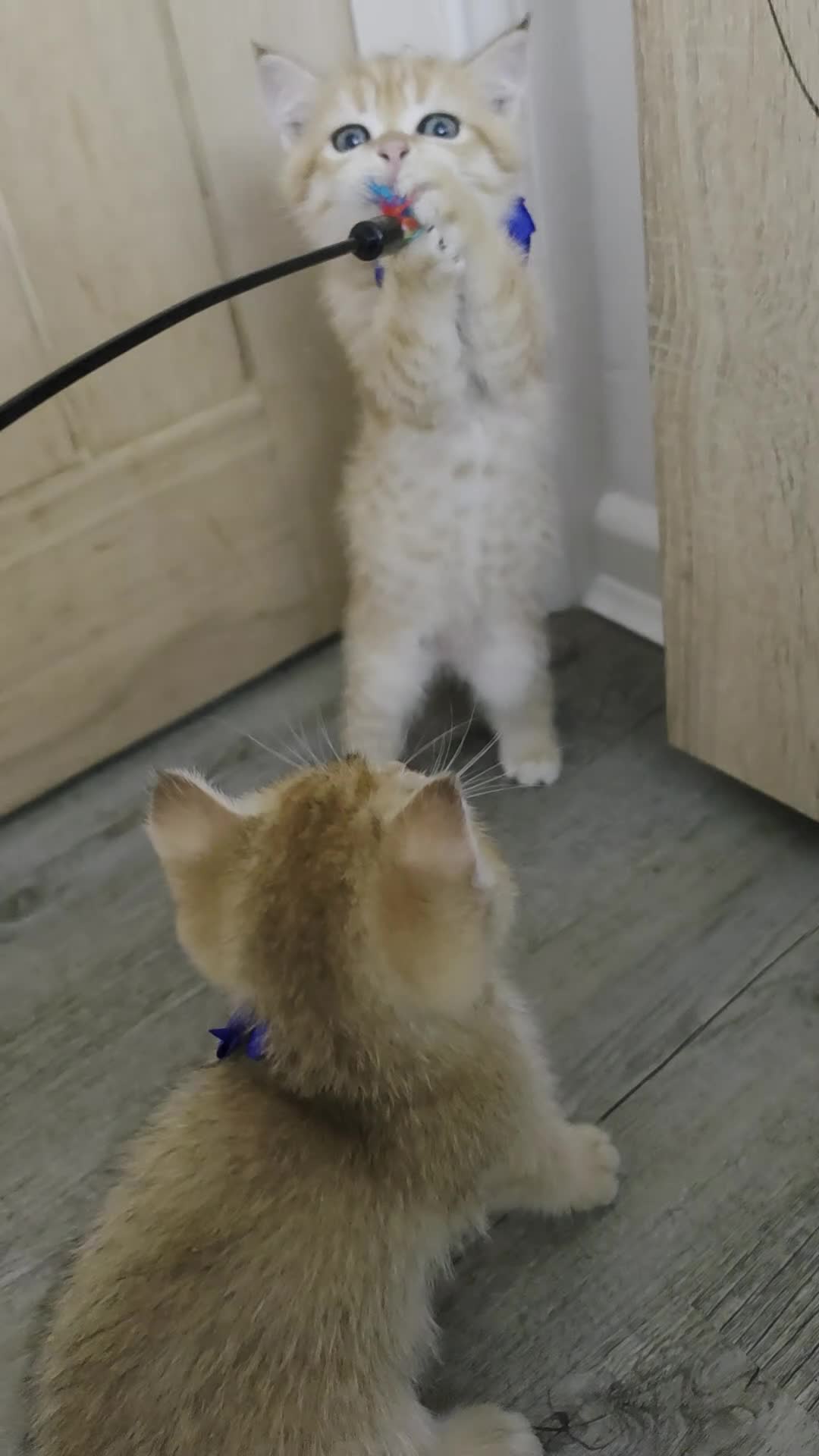 British Shorthair cats for sale: British Shorthair Golden Chinchilla Kittens - Video 5