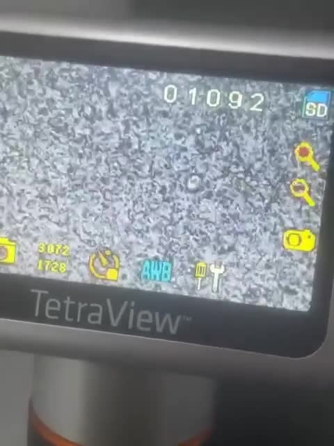 French Bulldog dogs for stud: Logie French bull dog  - Video 1