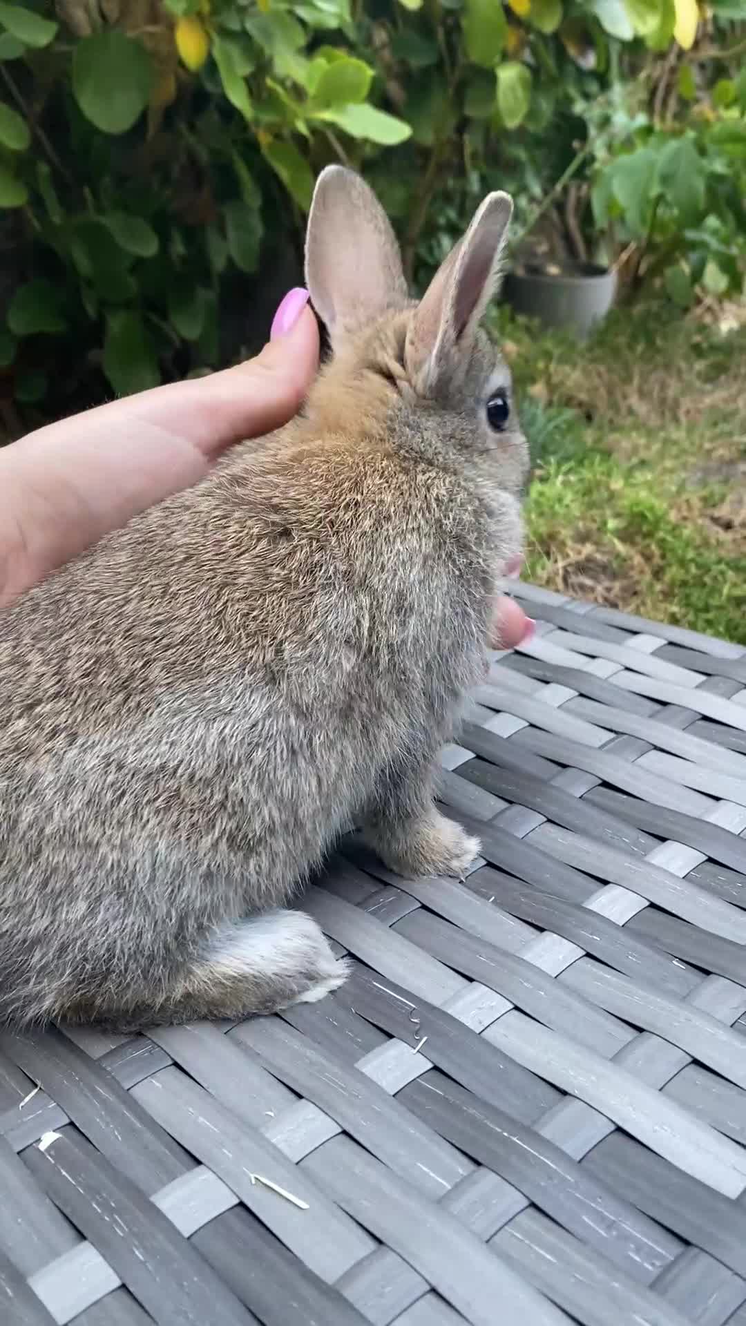 Netherland Dwarf rabbits for sale: Netherland Dwarf - Video 2