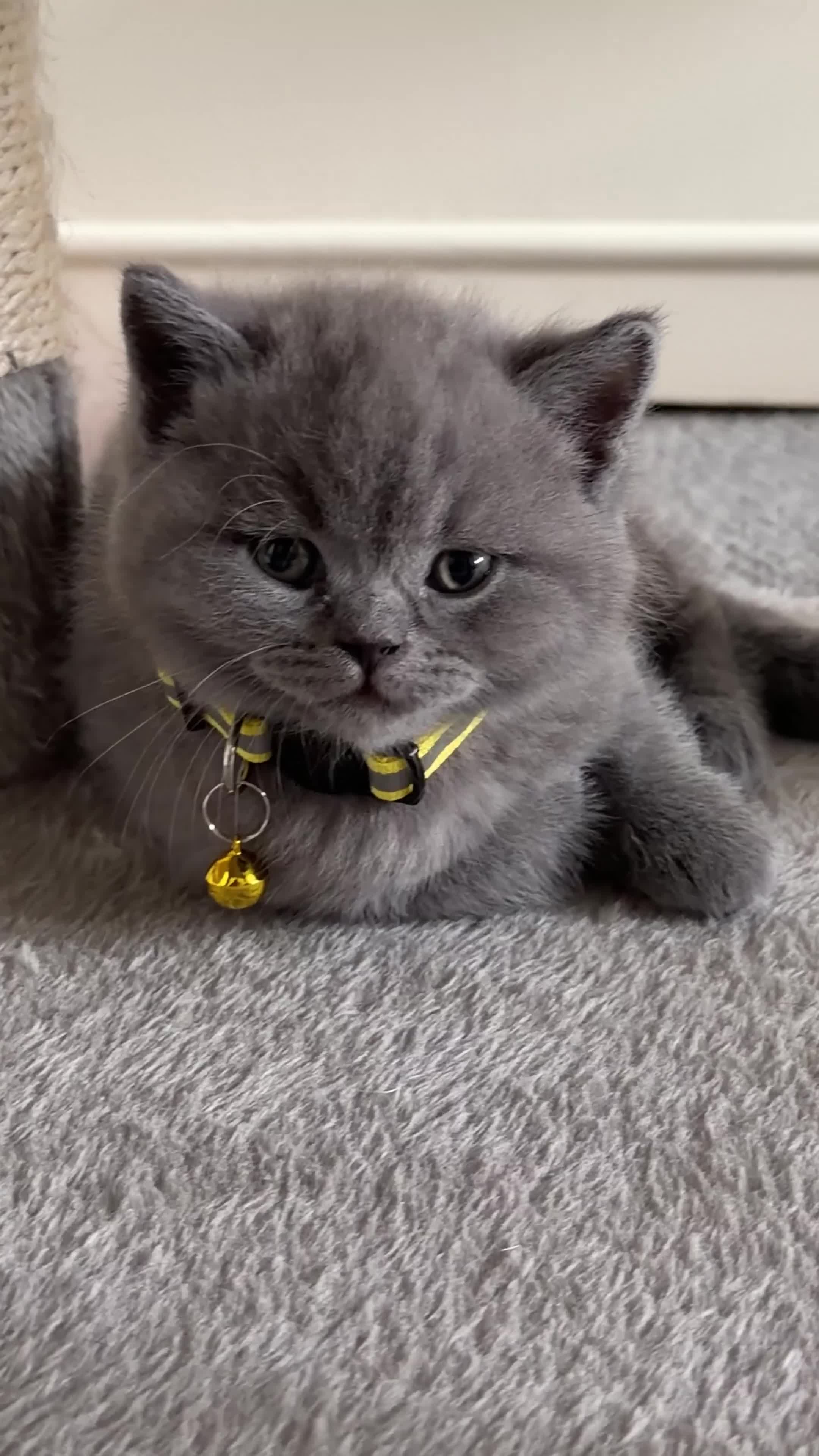 British Shorthair cats for sale: British Shorthair Kittens for Sale – 5 Available! - Video 4
