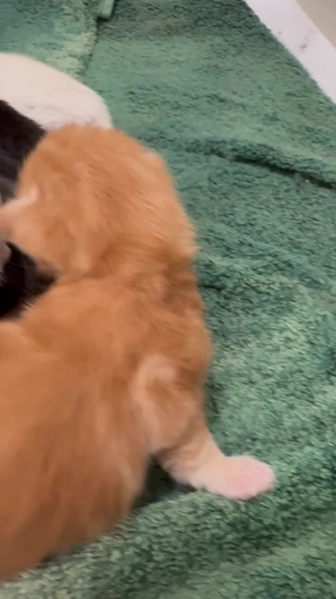 Maine Coon cats for sale: 5 beautiful maincoone litter  - Video 1