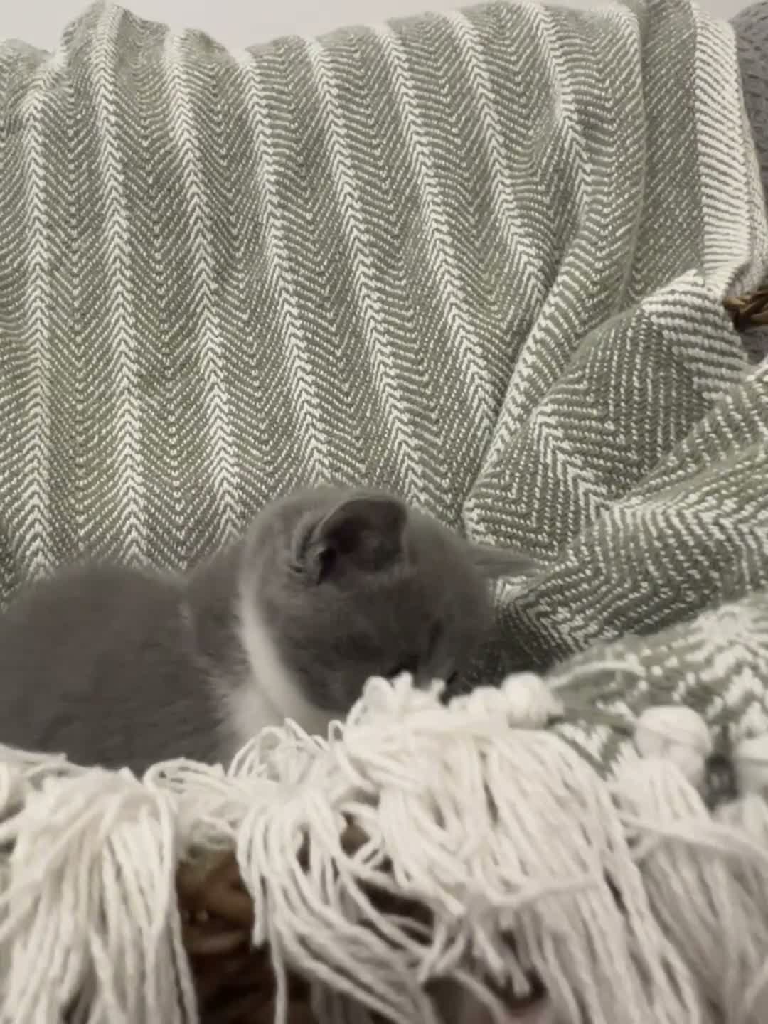 British Shorthair cats for sale: British short hair kittens  - Video 2