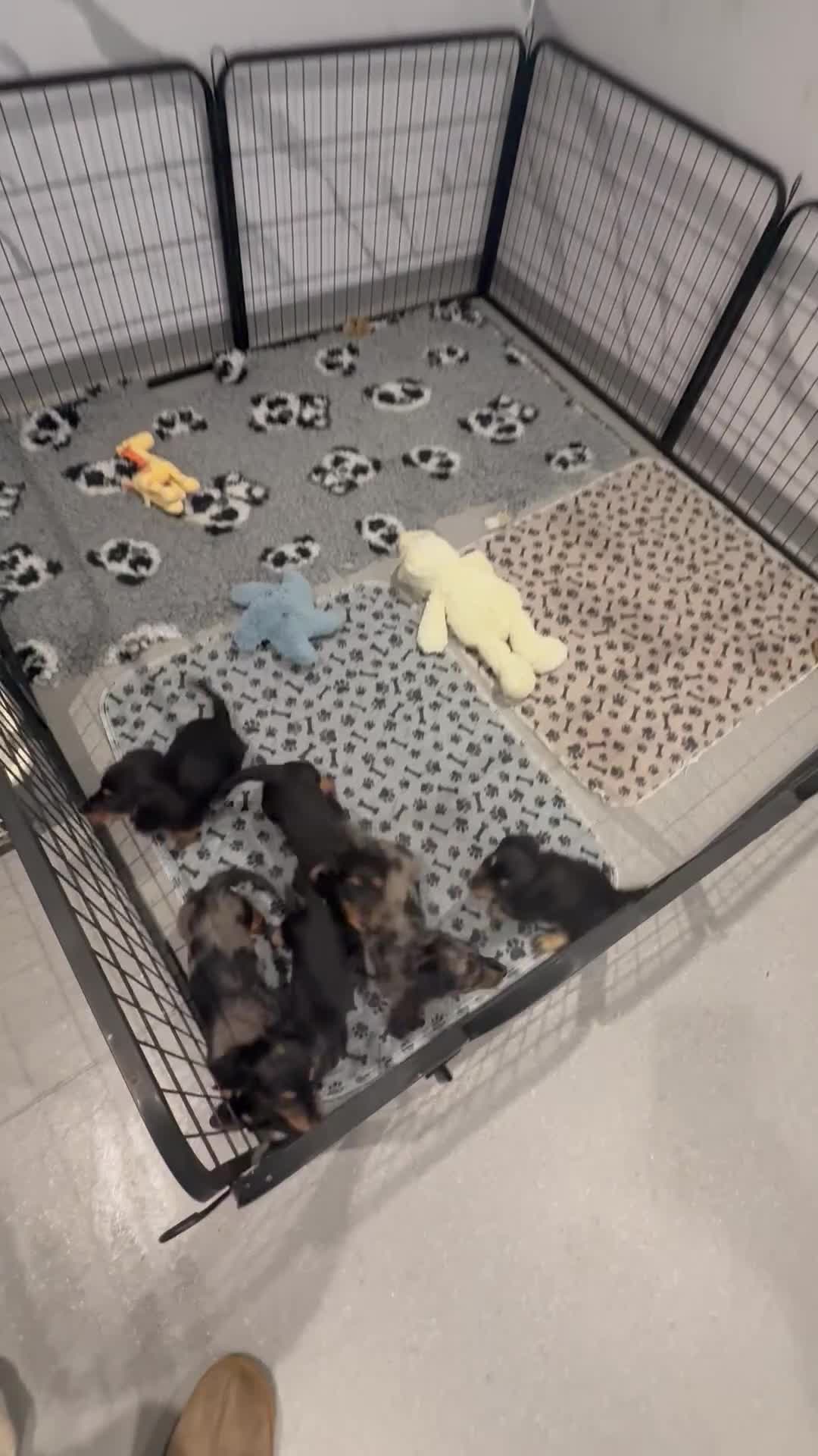 Miniature Dachshund dogs for sale: miniature longhaired dachshund's - Video 1