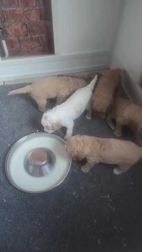 Cockapoo dogs for sale: 5 Beautiful Cockapoo Puppies in Stone - Video 2