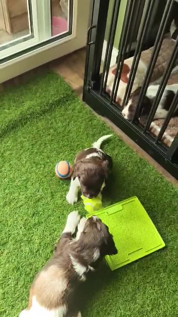 English Springer Spaniel dogs for sale: Gorgeous KC reg ES spaniel Pups - Video 4