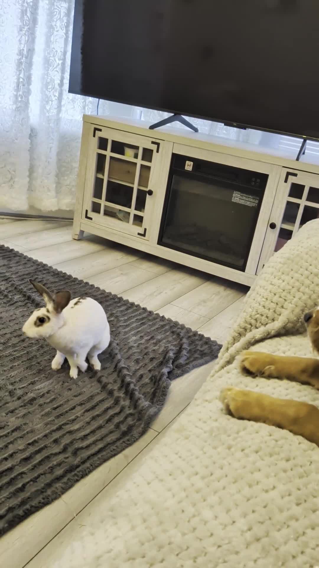 Mixed Breed rabbits for sale: Young rabbit For Sale very friendly  - Video 2