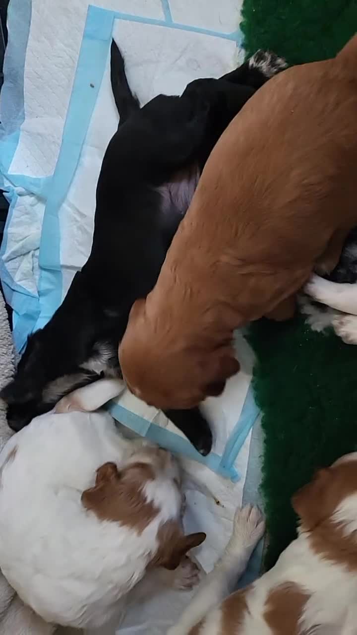 Cocker Spaniel dogs for sale: Health tested stunning litter of 6 - Video 3