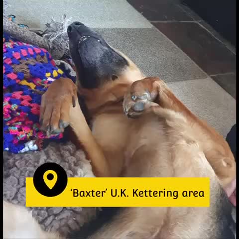 Mixed Breed dogs for adoption: Baxter, 5 yrs old boy. Available for adoption. - Video 2