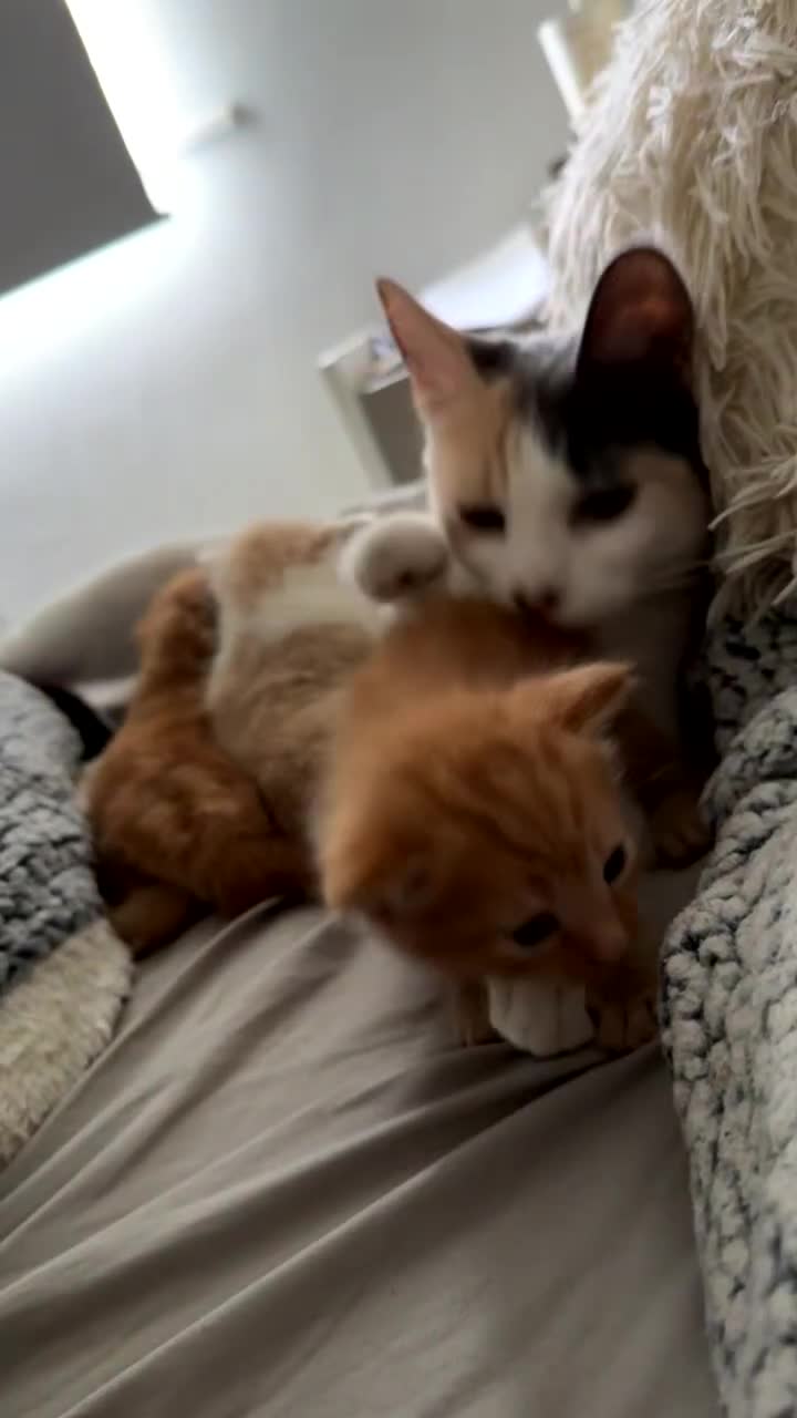 Domestic Shorthair cats for sale: Loving Home-Raised Kittens for Sale - Read Discrip - Video 3