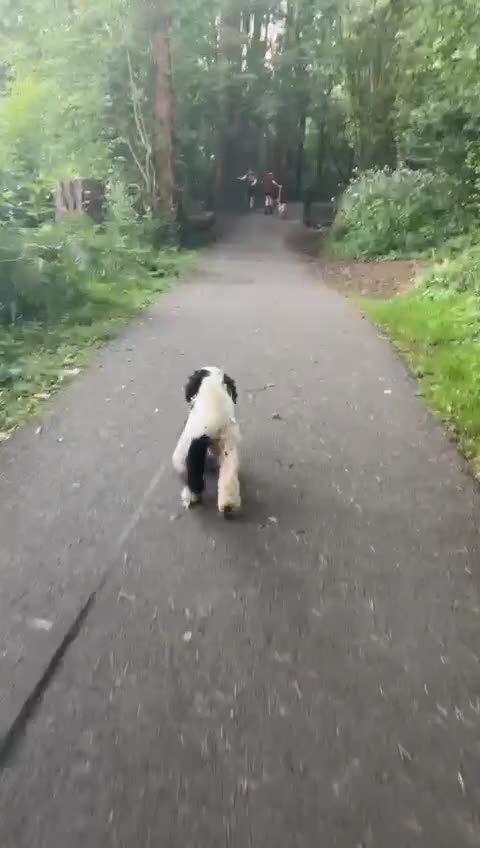 Cockapoo dogs for sale: Milo  - Video 1