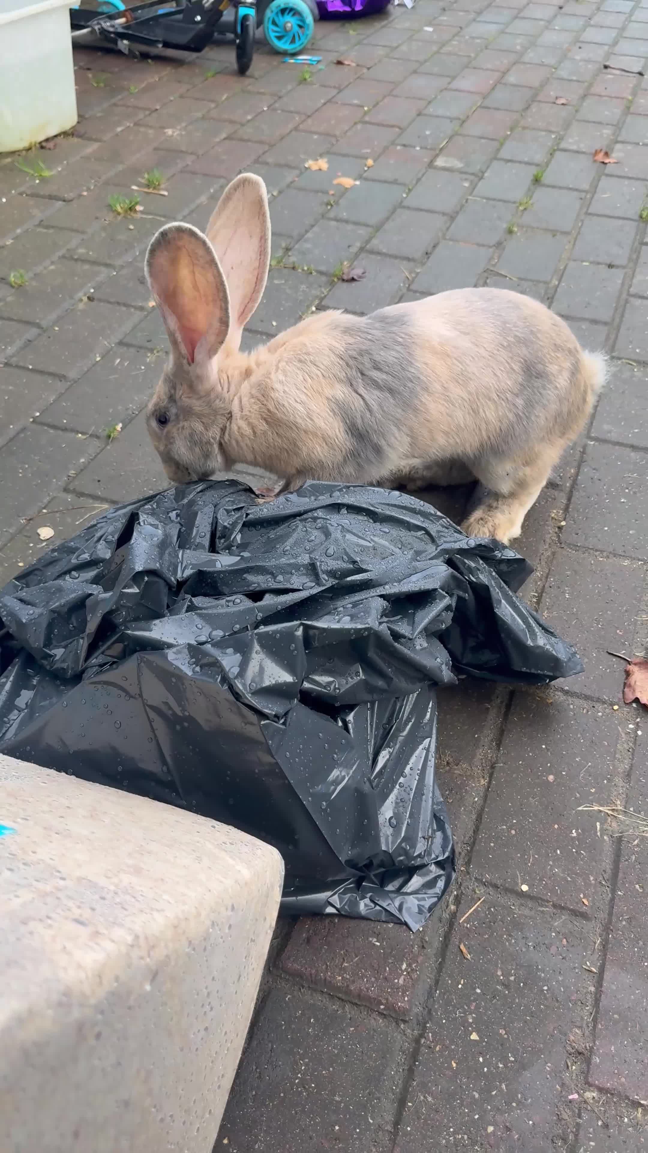 Continental Giant rabbits for sale: Giants Rabbits  - Video 3