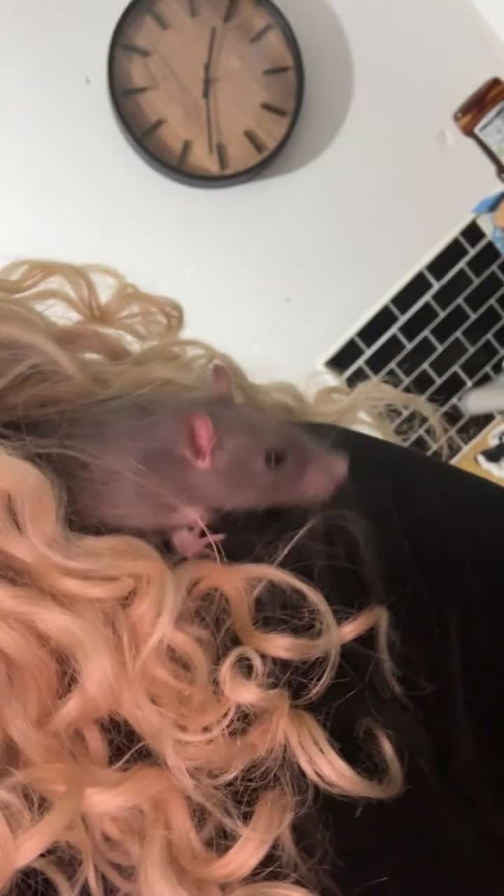 Rat rodents for sale: Fancy rats and cage for sale  - Video 3
